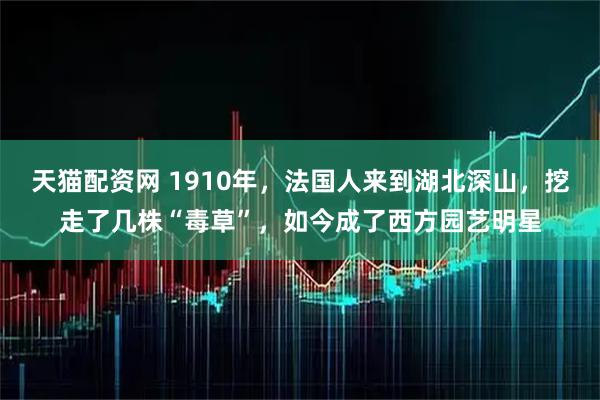 天猫配资网 1910年，法国人来到湖北深山，挖走了几株“毒草”，如今成了西方园艺明星