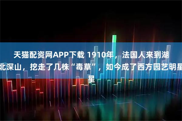 天猫配资网APP下载 1910年，法国人来到湖北深山，挖走了几株“毒草”，如今成了西方园艺明星
